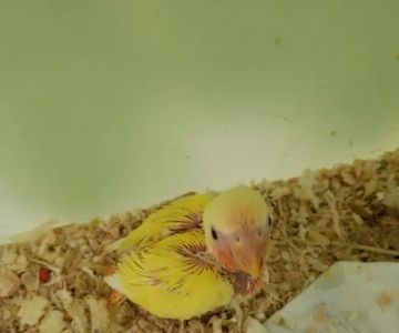 Omar's Exotic Birds