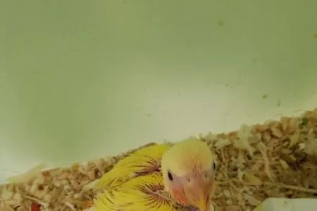 Omar's Exotic Birds