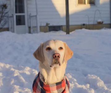 Brookville Animal Hospital
