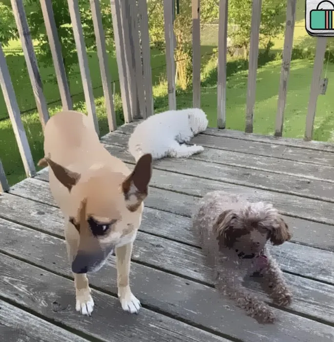 Brookville Animal Hospital 12