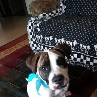 Arcanum Veterinary Service ico