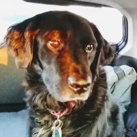 Clayton Animal Hospital ico