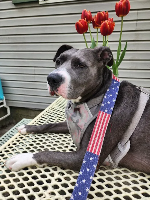 Clayton Animal Hospital 12