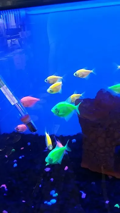 Petco 12
