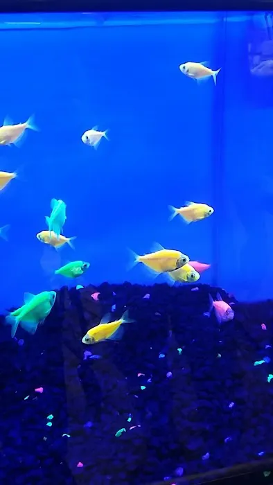 Petco 12