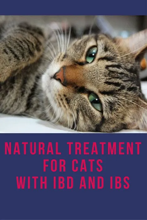 Ask Ariel Your Pet Nutritionist 12