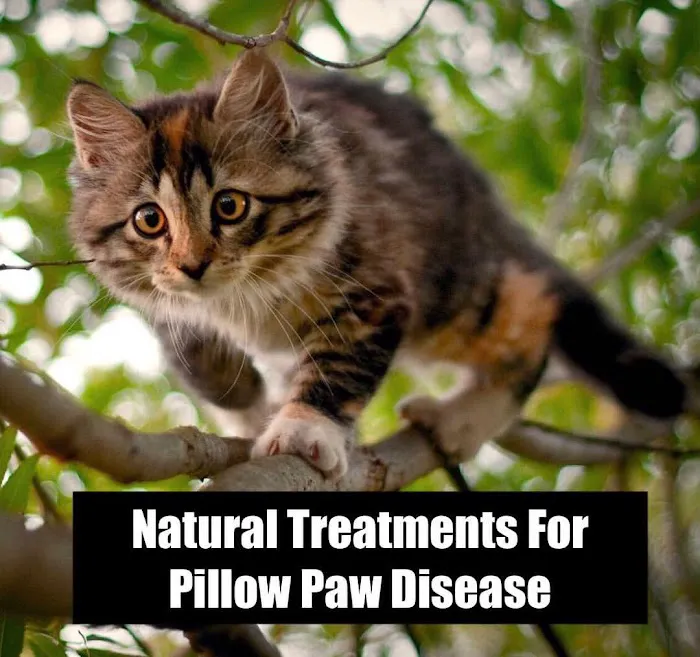 Ask Ariel Your Pet Nutritionist 12