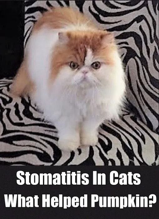 Ask Ariel Your Pet Nutritionist 12