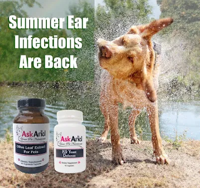 Ask Ariel Your Pet Nutritionist 12