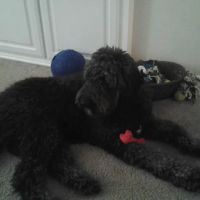 Ask Ariel Your Pet Nutritionist ico