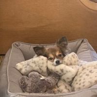 The Pet Oasis ico