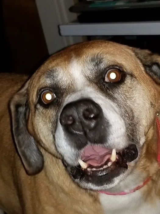 Hartzell Veterinary Service: Charles W. Hartzell, DVM and Sue Ann Hartzell, DVM 12