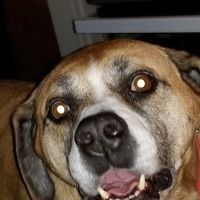 Hartzell Veterinary Service: Charles W. Hartzell, DVM and Sue Ann Hartzell, DVM ico