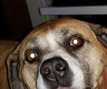Hartzell Veterinary Service: Charles W. Hartzell, DVM and Sue Ann Hartzell, DVM