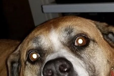 Hartzell Veterinary Service: Charles W. Hartzell, DVM and Sue Ann Hartzell, DVM