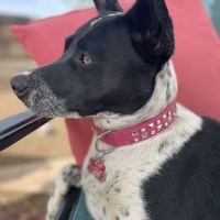 Puppy Panache ico