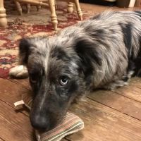 Bruns Animal Clinic, LTD ico