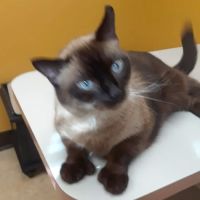 West Milton Veterinary Clinic ico