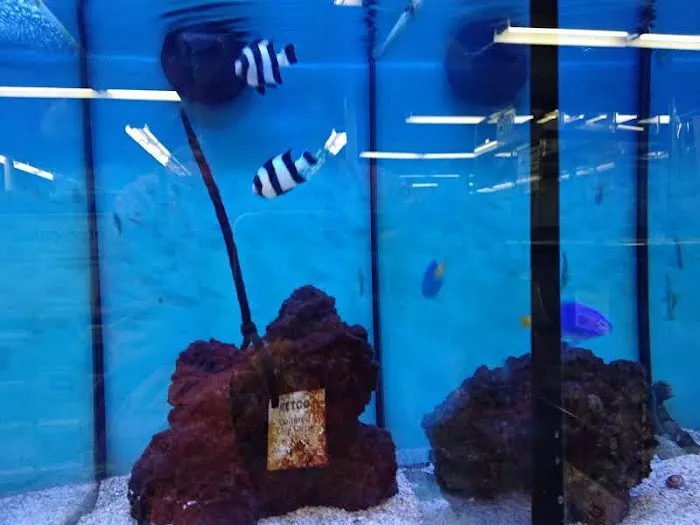 Petco 12