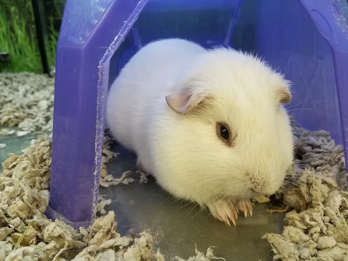 Petco 12