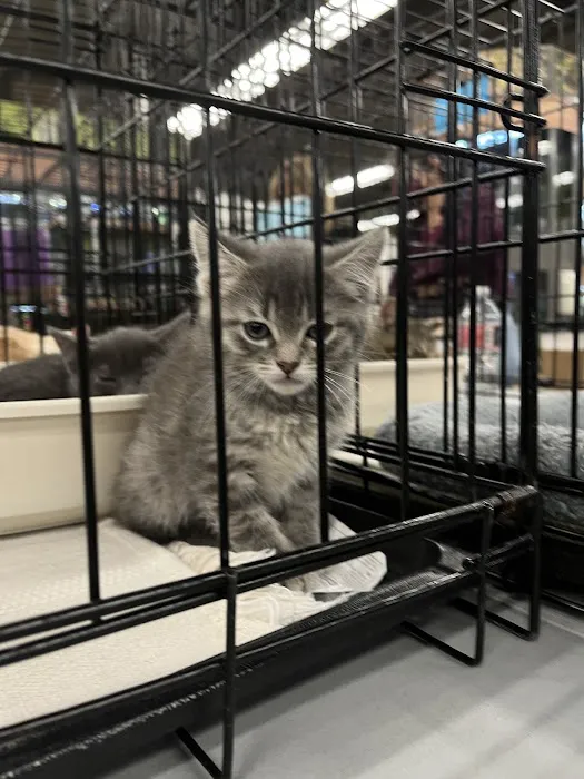 Petco 12