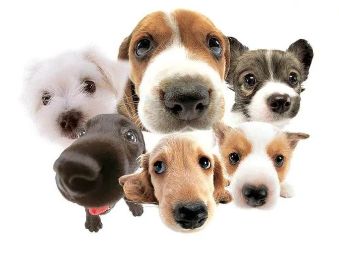 My Canines Ancestry DNA Lab Services 12