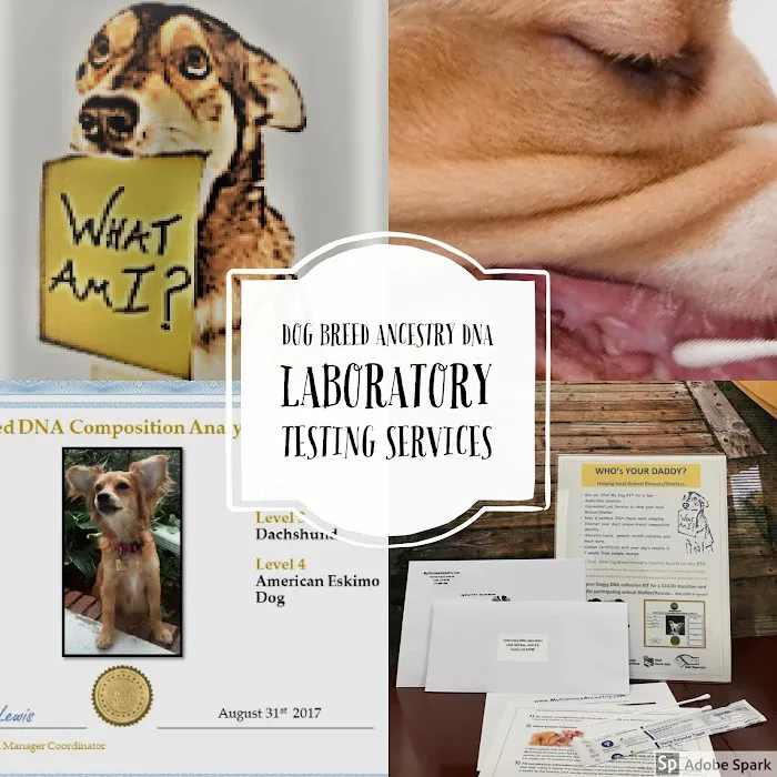 My Canines Ancestry DNA Lab Services 12