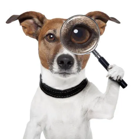 My Canines Ancestry DNA Lab Services 12