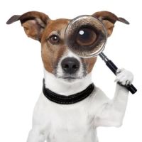 My Canines Ancestry DNA Lab Services ico