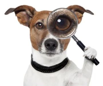My Canines Ancestry DNA Lab Services