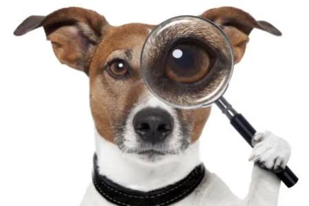 My Canines Ancestry DNA Lab Services