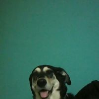 Western Hills Veterinary Clinic ico