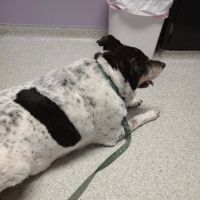 Trenton Animal Hospital ico