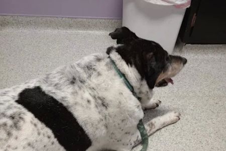 Trenton Animal Hospital