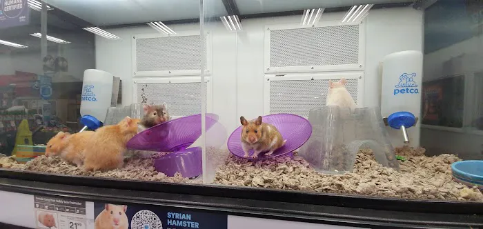 Petco 12