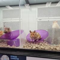 Petco ico