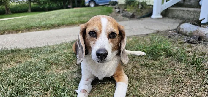 Hartford Animal Clinic 12