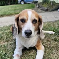 Hartford Animal Clinic ico