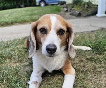Hartford Animal Clinic