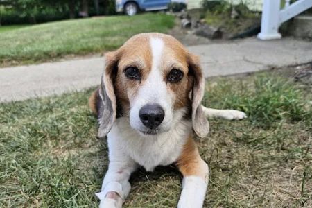 Hartford Animal Clinic