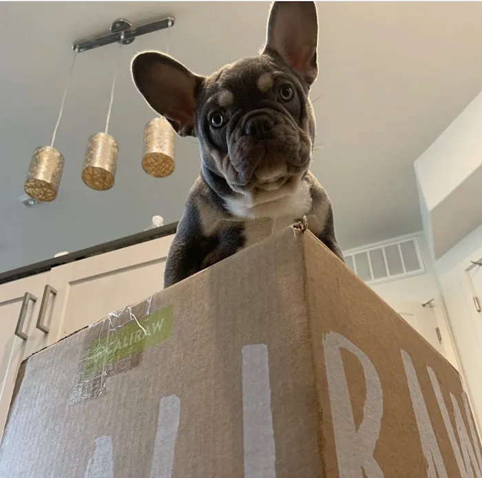 Cali Raw Dog Food 12