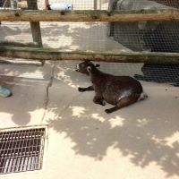 Banfield Pet Hospital ico
