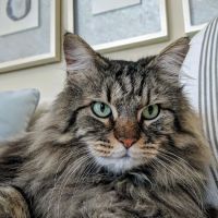 Solo Pet Doors ico