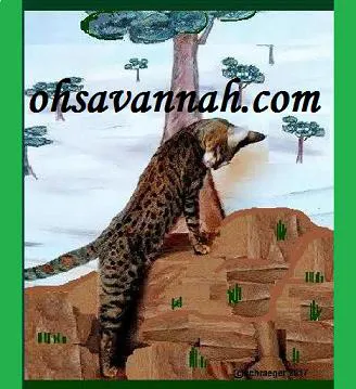 Oh Savannah 12