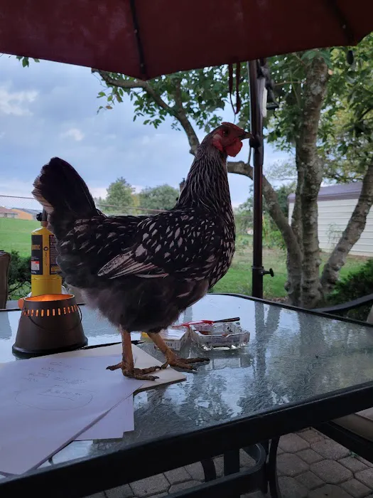 Delhi Veterinary Clinic, Inc 12