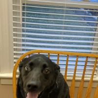 Brinker Animal Hospital ico