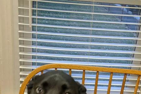 Brinker Animal Hospital
