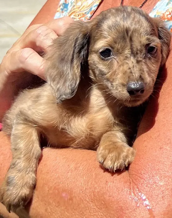 Brinker Animal Hospital 12