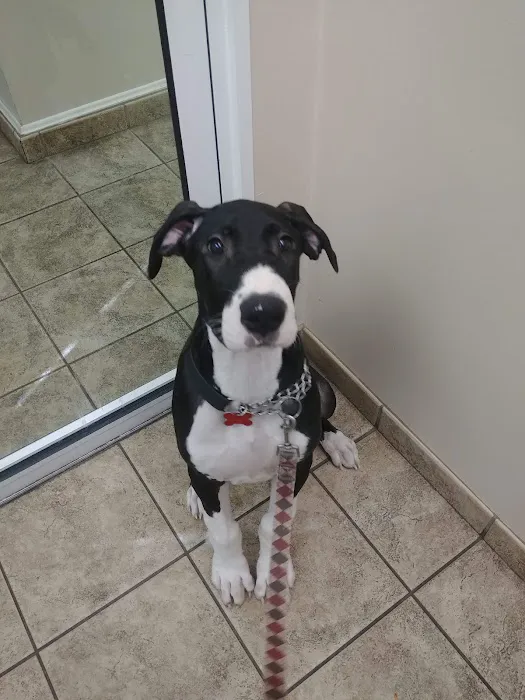 Brinker Animal Hospital 12