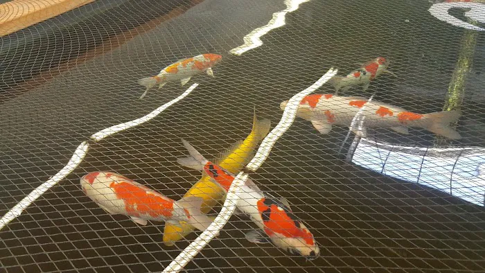 Inland Koi 12